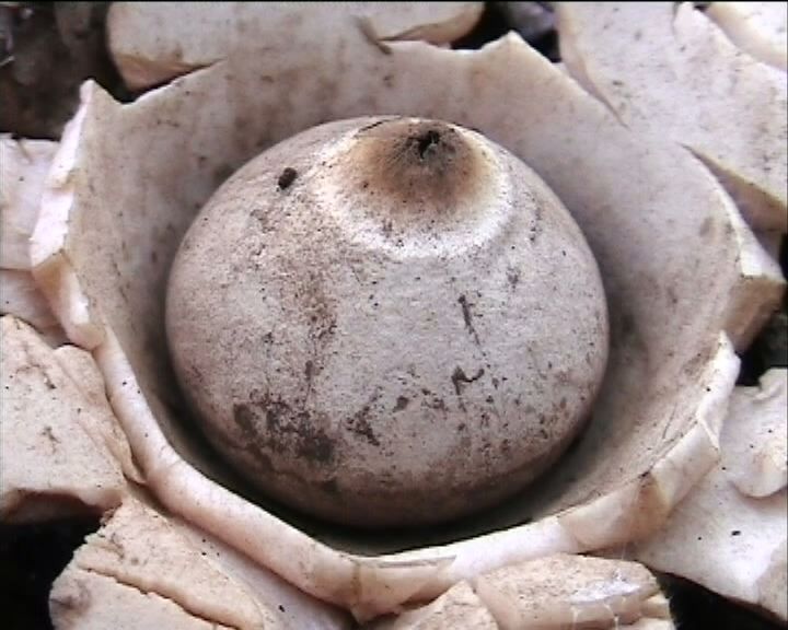 Geastrum  triplex   Junghuhn
